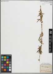 Foto von Salix purpurea L.